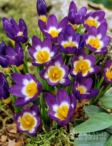 83119-tricolor-specie-crocus