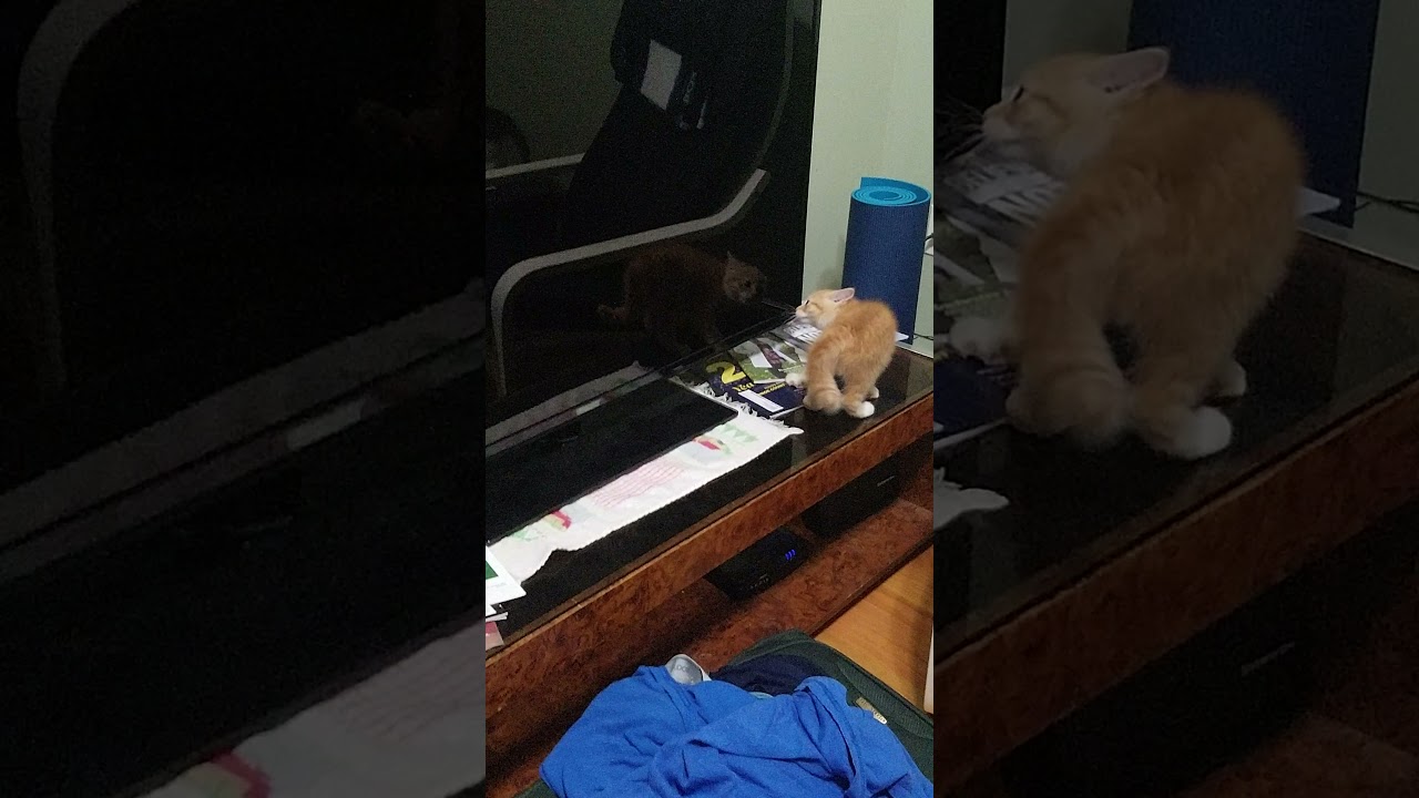 Funny Kitten vs. Reflection