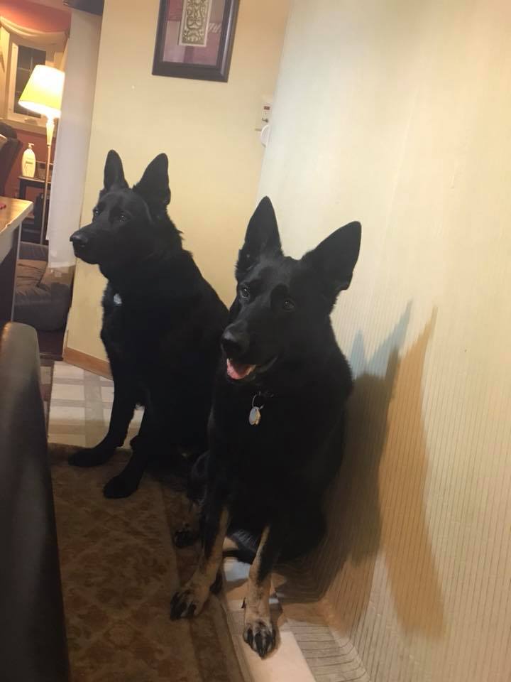 dogs