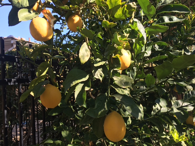 Lemons