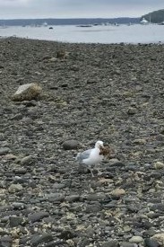 croped bird