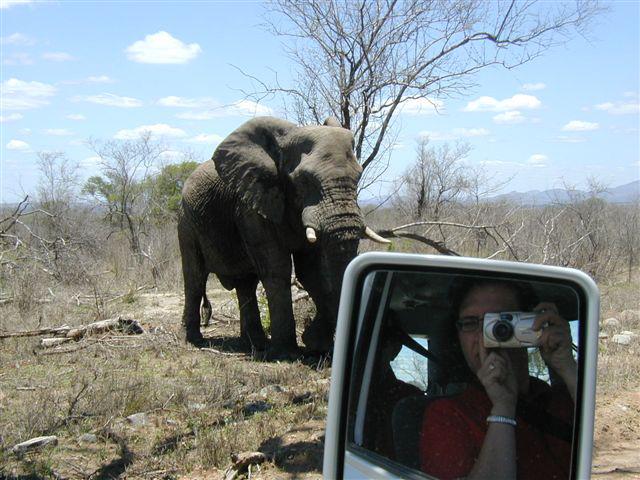 2008 Elephant Photo