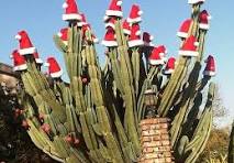 Cactus-Santa Hat