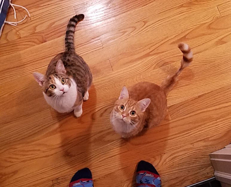 Grandkitties Jan
