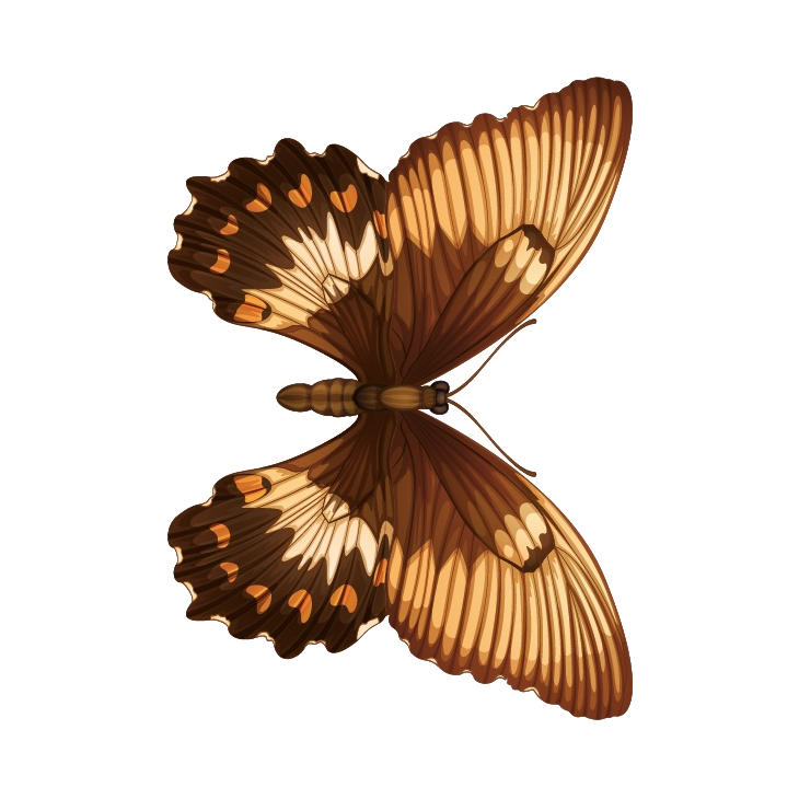 Mariposa 3